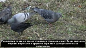 Галки самые компанейские птицы.