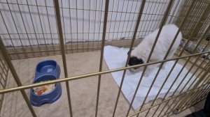 Блохи едят щенка заживо/Первое купание