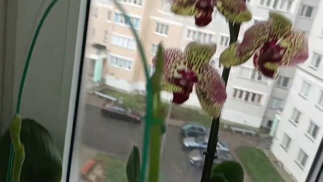 147)КАК  Я ПОМОГАЮ ОРХИДЕЯМ НАПРАВЛЯТЬ  РАСТУЩИЕ ЦВЕТОНОСЫ ВВЕРХ ☝️