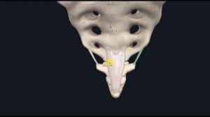 Крестцово-копчиковый сустав (art.sacrococcygea) 3D Анатомия