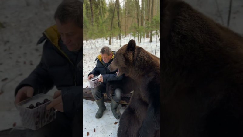 Подкармливаем бурого медведя в лесу.