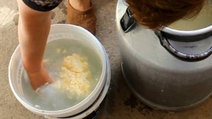 Сколько сливочного масла и творога можно приготовить в домашних условиях из 20 литров молока?
