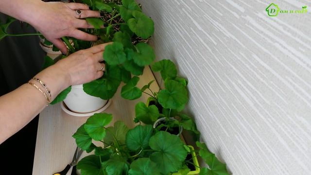 Уход за рассадой ПЕЛАРГОНИИ (герани) смотреть онлайн