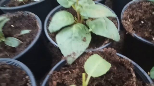 Фуксия выгонка к любому сроку, пышное цветение, секреты успеха. смотреть онлайн