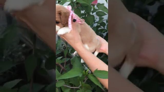 ПРОДАЁТСЯ ДЕВОЧКА КАВАЛЕР КИНГ ЧАРЛЬЗ СПАНИЕЛЬ. РКФ. 89967710554 ДОСТАВКА ЕСТЬ В ЛЮБОЙ РЕГИОН. смотреть онлайн