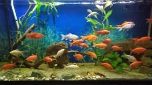 Цветные караси в аквариуме