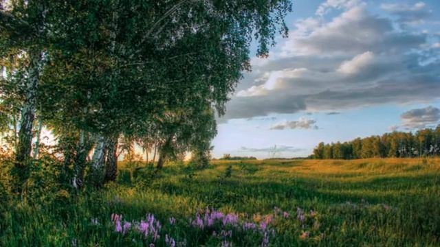 БЕРЕЗЫ, БЕРЕЗЫ, БЕЛЫЕ БЕРЕЗЫ смотреть онлайн