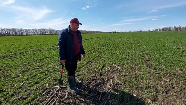 Проблемы на полях озимой пшеницы, на которые мало кто обращает внимание.