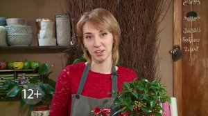 "Удачная среда" - ухаживаем за ардизией (Бийское телевидение)