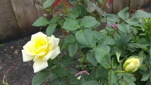 Rose Elina