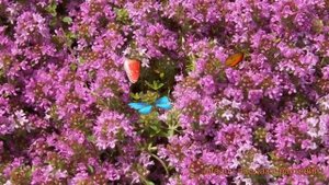 Тимьян ранний Крипинг Рэд (thymus praecox) ? обзор: как сажать, саженцы тимьяна Крипинг Рэд