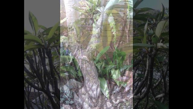 Plant ID: Frangipani (Plumeria rubra) (Plumeria rubra var. acutifolia)