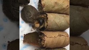 Пчела-листорез люцерновая (Megachile rotundata) выползает из кокона.