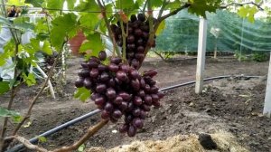 Виноград Каталония. Новая гибридная форма Бурдак А.В. с ультра ранним сроком созреванием.