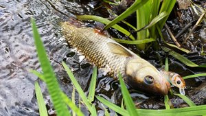 Голавль малой реки в июне, день Zipbaits Rigge 43
