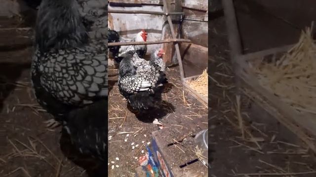 Курочки Виандот Серебро , моя любовь❤❤❤ смотреть онлайн