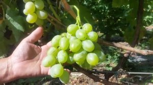 Виноград ЭМИГРАНТ