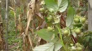 Малина сорт Мапема, посадите ее, устанете собирать ягоду))