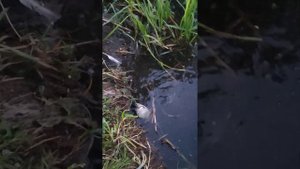 Новоселье карасей или зарыбление Полюстровского пруда в Санкт-Петербурге.