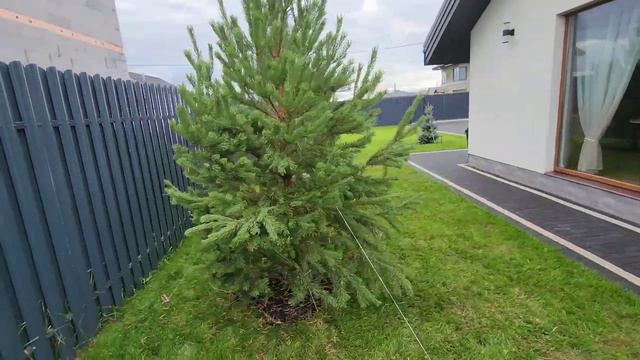 Выпуск№22 сажаем сосны смотреть онлайн