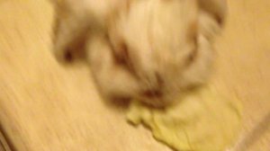 Зайка кушает капусту , rabbit eating cabbage