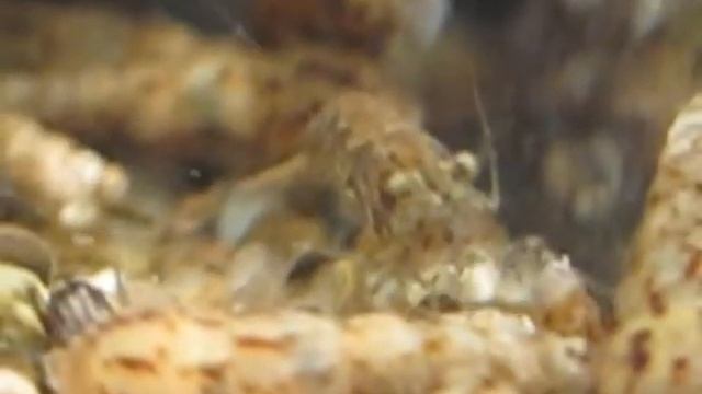 Креветка вишня - черная на akbapuym33 смотреть онлайн