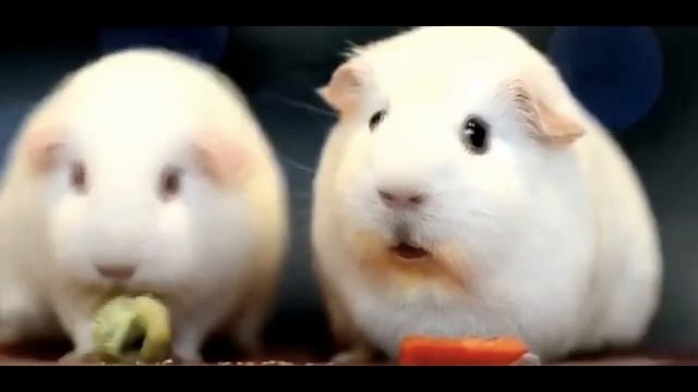 Морская свинка мем оригинал тик ток смотреть онлайн