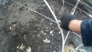 Правильная первая обрезка молодого куста винограда.