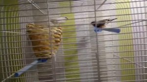 Что должно быть в клетке у амадин!