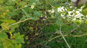 приспособление для сбора ягод с колючих кустов