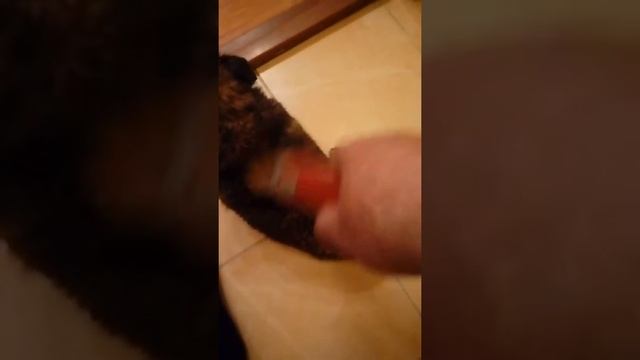 Как быстро высушить феном смотреть онлайн