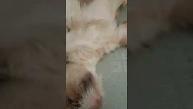 60 days pregnant #shihtzu#shortvideo #viralpets