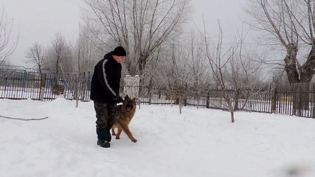Дрессировка собак. Обучение и отработка команды 