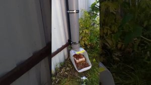 Если некому кормить дворовую собаку...