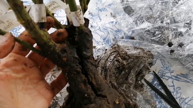 А розы всё прибывают ???. саженцы из питомника Бутримовых смотреть онлайн