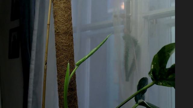 Pesti Palánta - Monster Deliciosa albo variegata TIMELAPSE смотреть онлайн