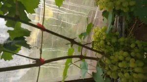 Серая гниль в теплице на винограде и помидоре.