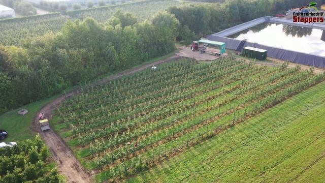 Delicious golden apple harvest 2022