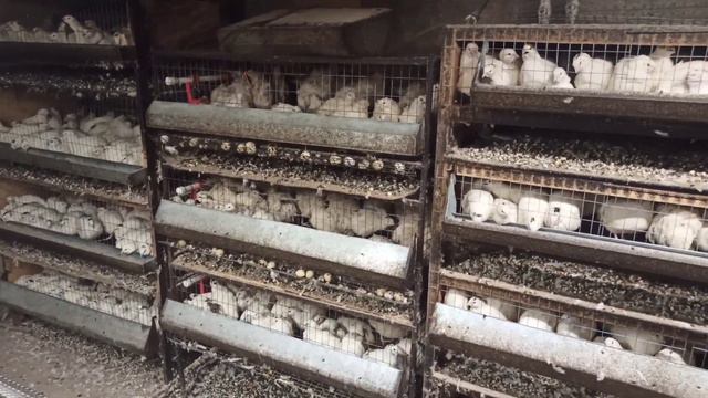 Сколько перепелов в нашем хозяйстве, как справляюсь | ЛПХ Курочка смотреть онлайн