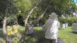 Матка среднерусской породы (проверка на прием)