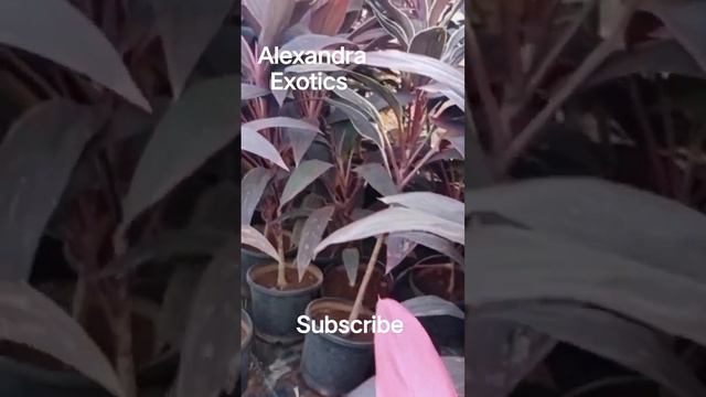 Dracaena red ♥️ colourdracaena marginata,dracaena plant,plant care