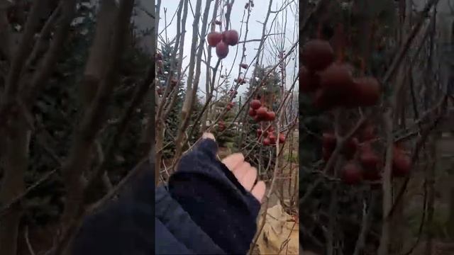 ЯБЛОНЯ ДЕКОРАТИВНАЯ форма куст #яблоня #декоративнаяяблоня # райскиеяблочки