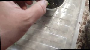 У меня новичок?Неприхотливое ампельное растение.? Антирринум каскадный.