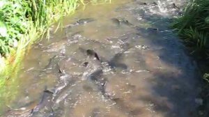 Горбуша идет на нерест