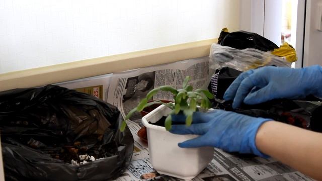 Шлюмбергера. Пересадка. [Надежда и Мир] смотреть онлайн