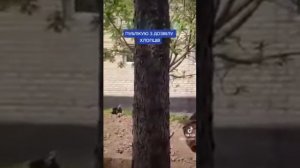 Северодонецк Щедрищево