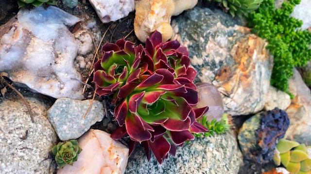 Sempervivum calcareum 'Guillaumes' смотреть онлайн