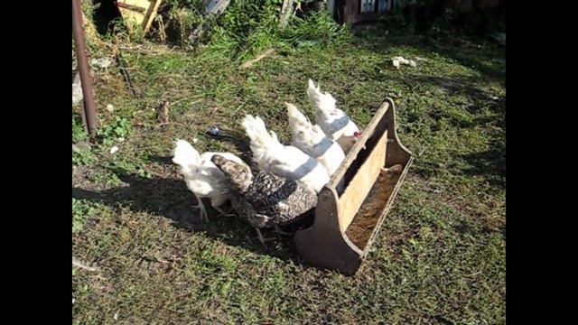 КОРМИМ КУР(Feeding chickens)