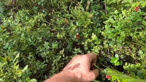 Алиса - лиса. С Белым в лесу