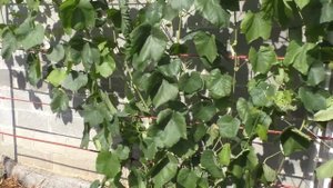 Виноградный куст стал увядать без причины. Что делать?